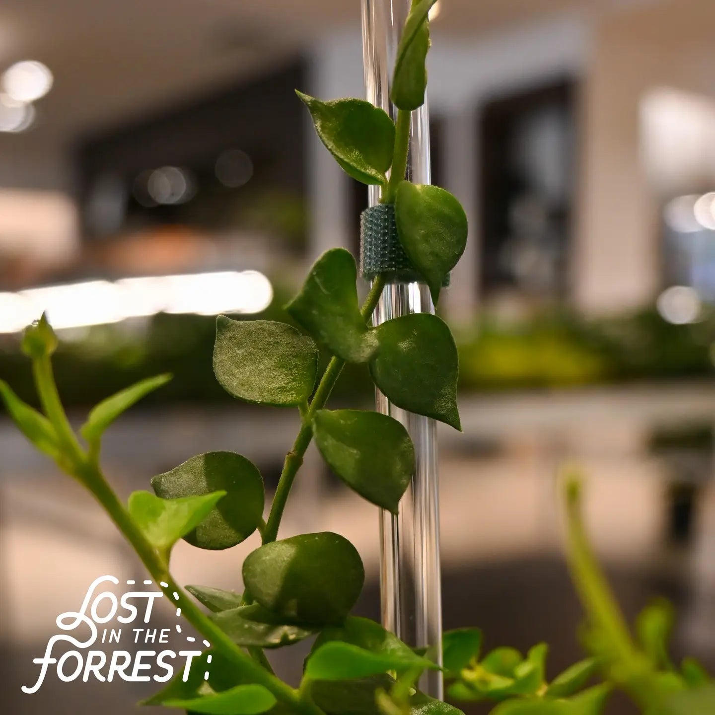 Lost in the Forrest Glassvine Plant Support