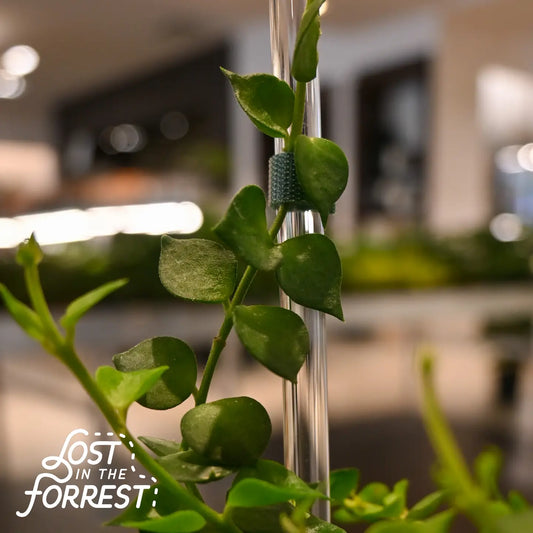 Lost in the Forrest Glassvine Plant Support