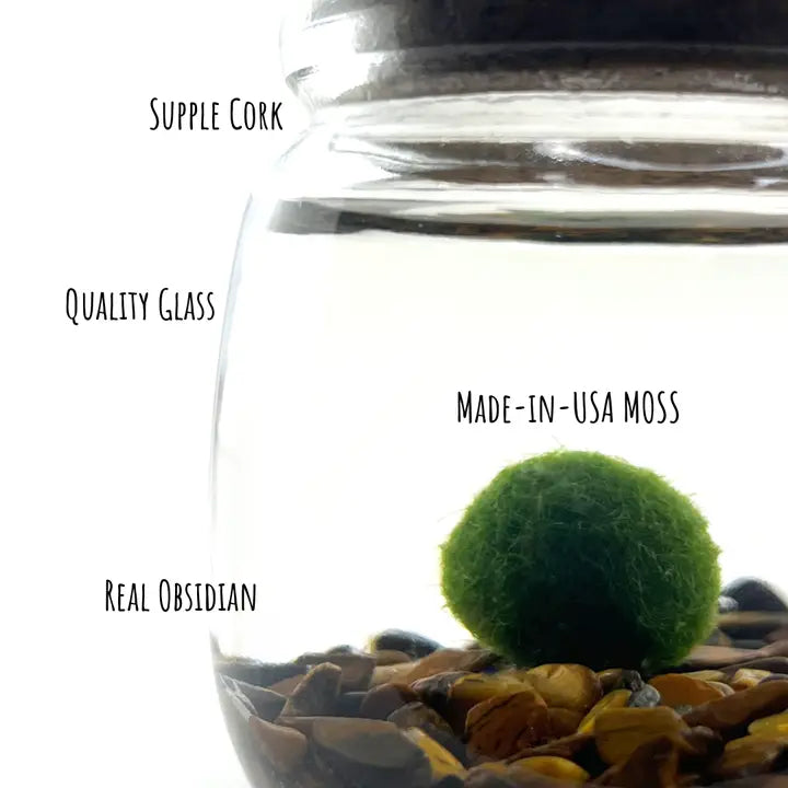 Medium Tiger Eye Moss Ball Terrarium