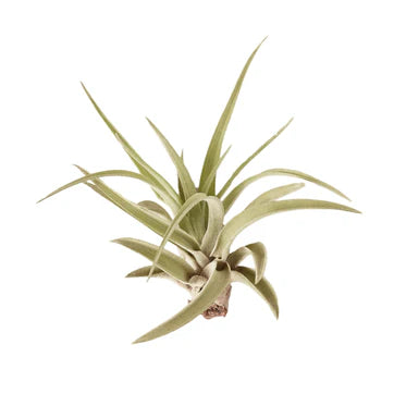 Air Plant Small Variety