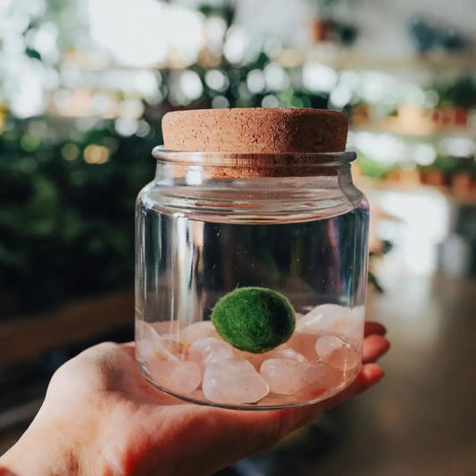 Large Rose Quartz Moss Ball Terrarium