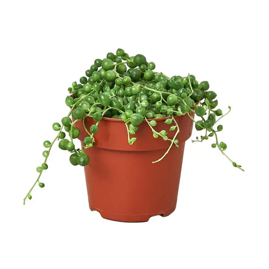 String of Pearls 4-inch