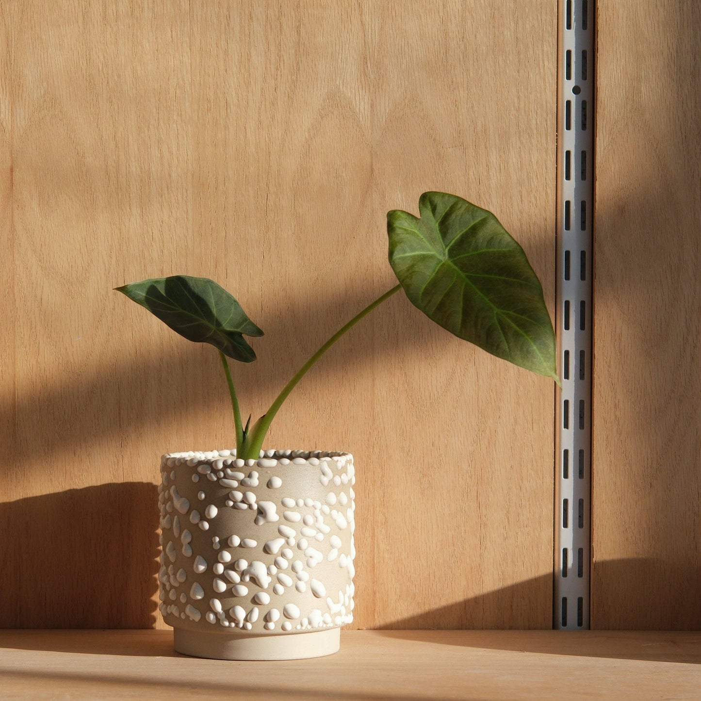 Kolo (Gloopy) Planter