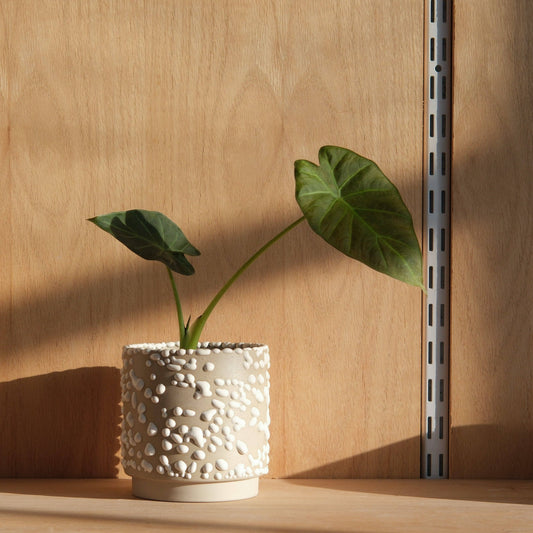 Kolo (Gloopy) Planter