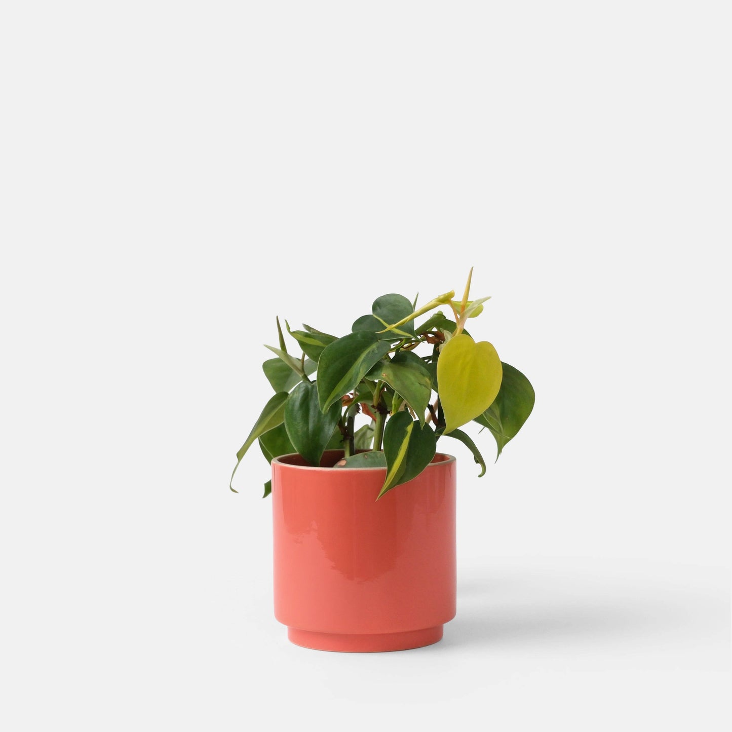 Kolo Planter