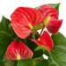 Anthurium