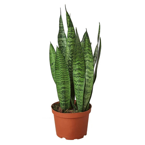 Snake Plant 'Zeylanica' 6in