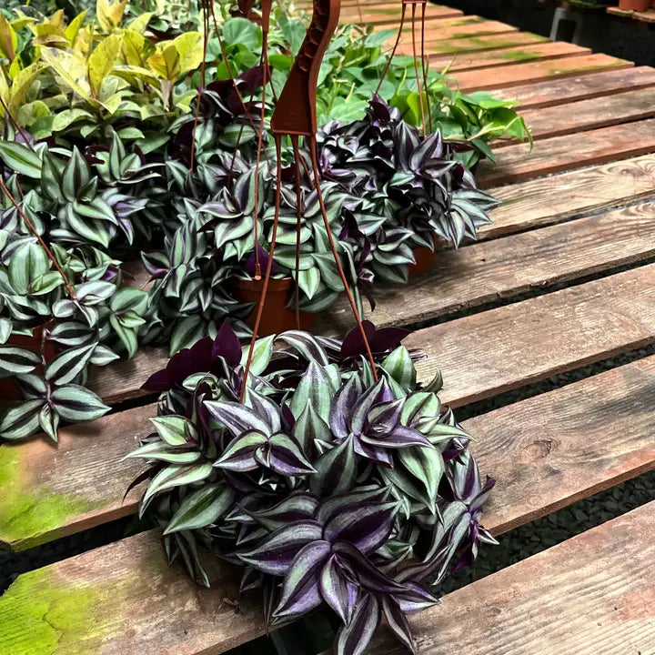 Tradescantia Zebrina 'Wandering Dude 4"