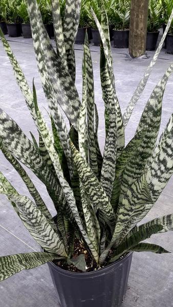 Sansevieria 'Wintergreen'