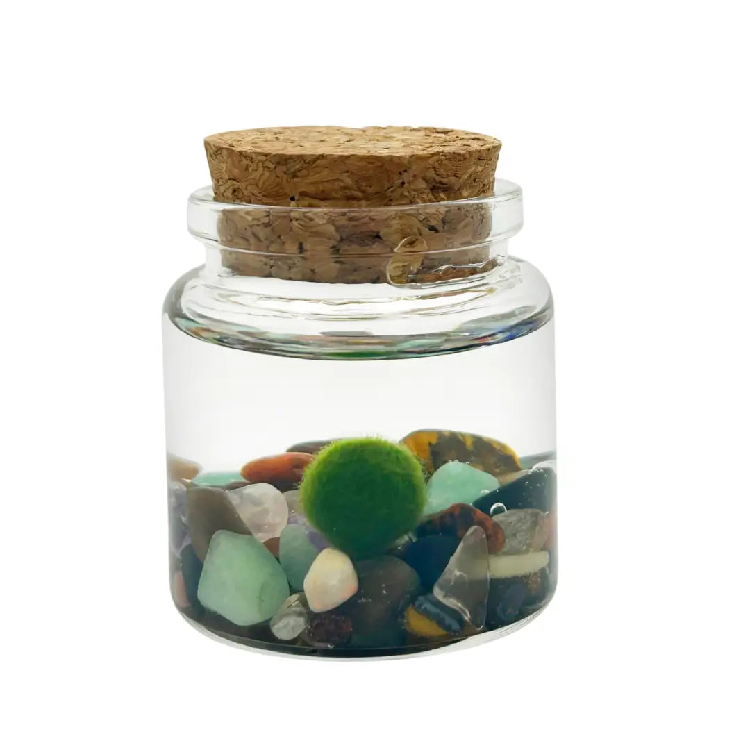 Small Rainbow Moss Ball Terrarium