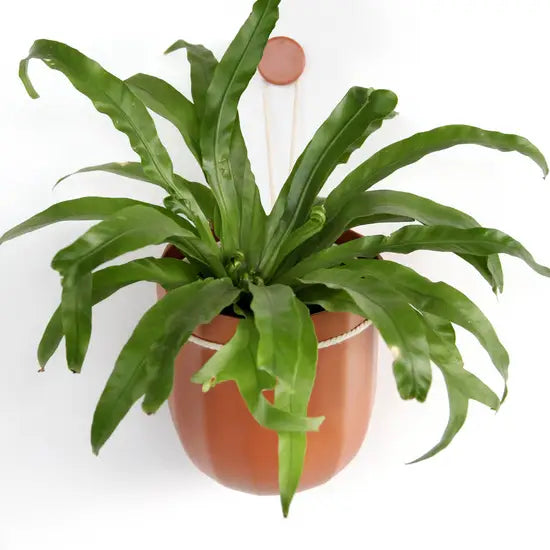 Eco Wall Planter