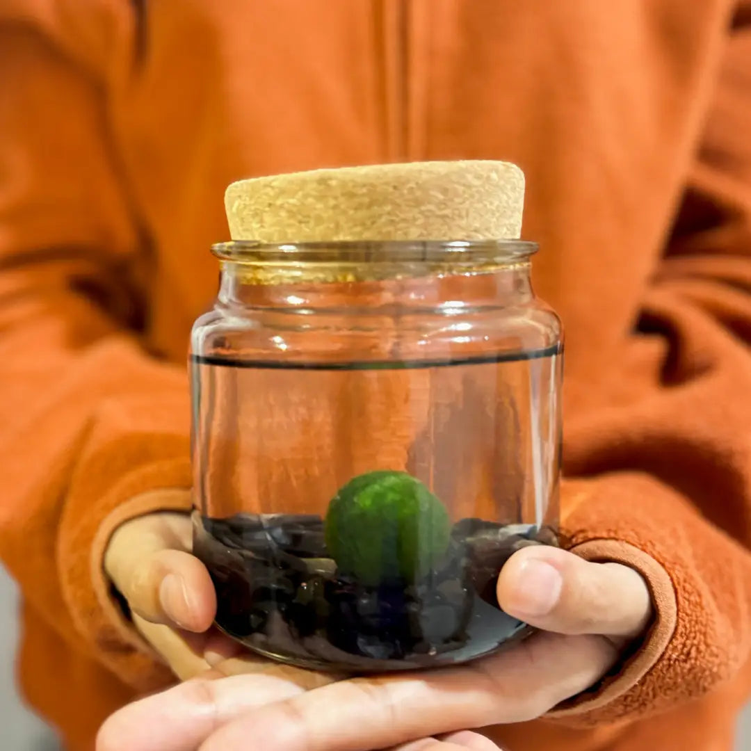 Large Obsidian Moss Ball Terrarium
