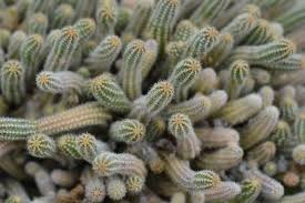 Cactus Peanut