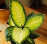 Dieffenbachia Tropic Marianne