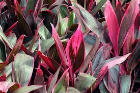 Cordyline Red Hawaiian