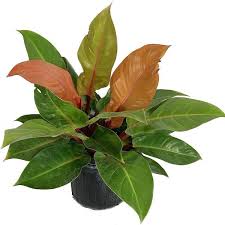 Philodendron Prince of Orange