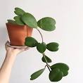 Hoya Kerri
