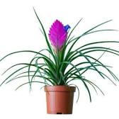 Tillandsia Cyanea