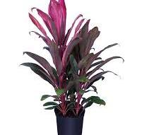 Cordyline Maria