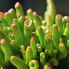Jade Trumpet