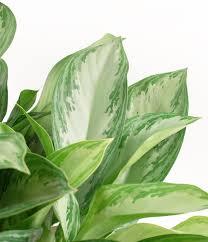 Aglaonema Assorted