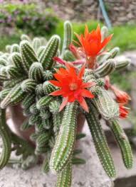 Cactus Peanut