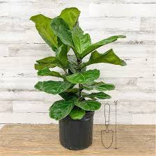 Ficus Lyrata Column