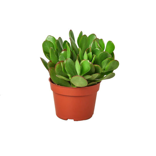 Jade Succulent 4"