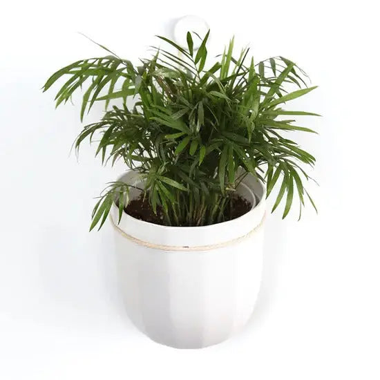 Eco Wall Planter