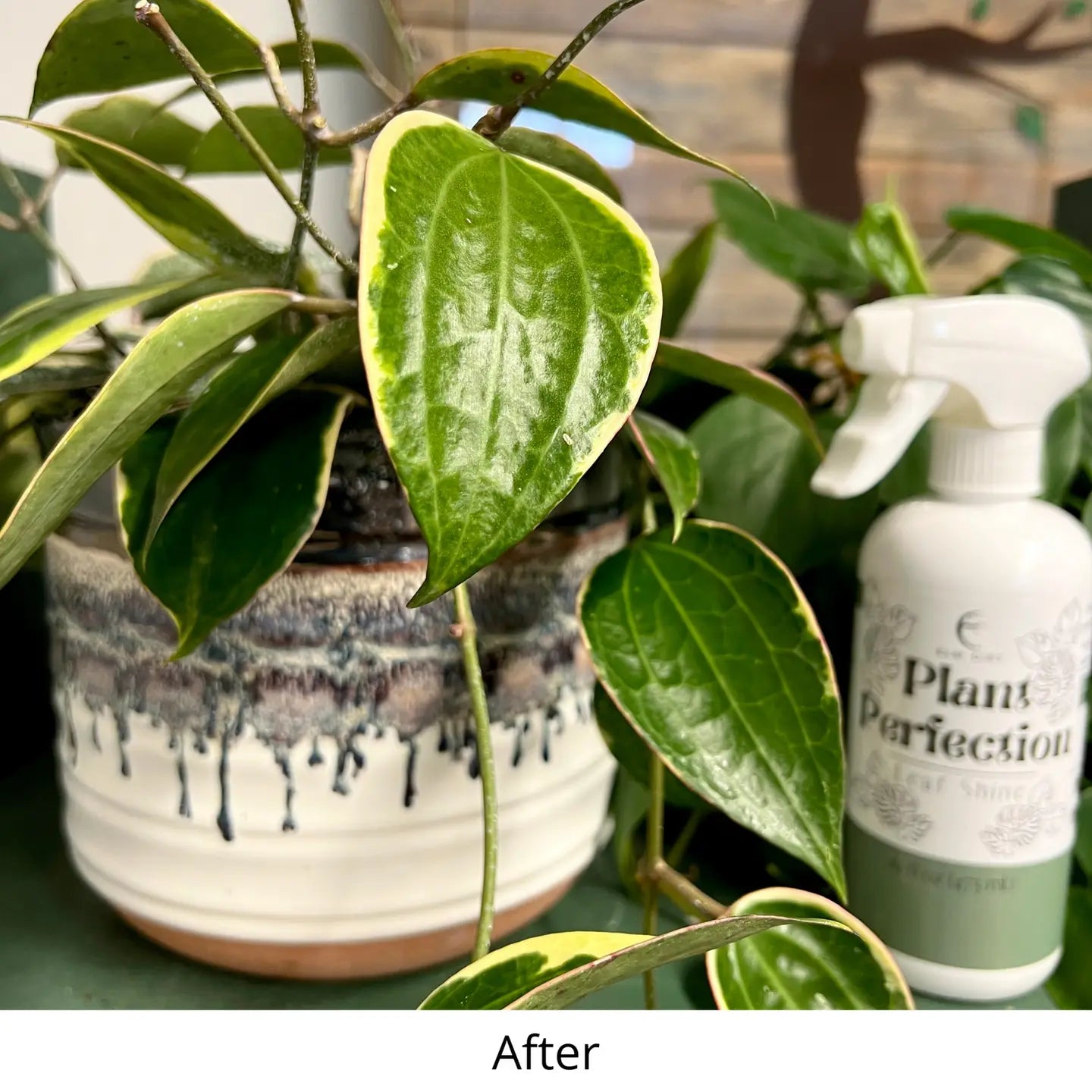 Plant Perfection