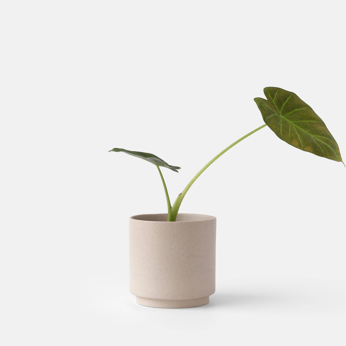 Kolo Planter