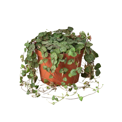 Succulent 'String of Hearts 4"