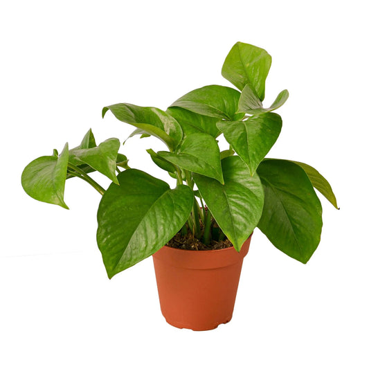 Pothos 'Green Jade' 6inch clear pot