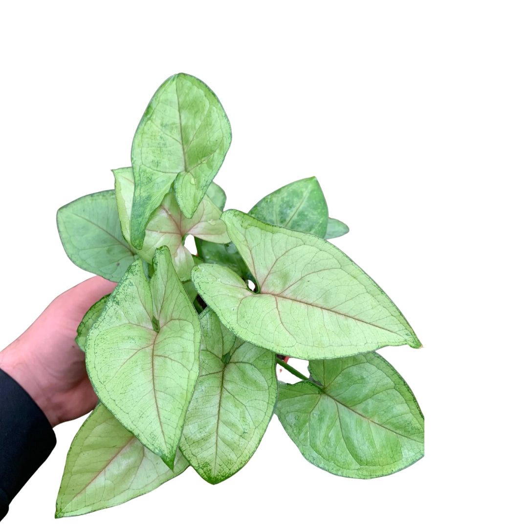 Syngonium Pink Allusion (Arrowhead Plant) 4”