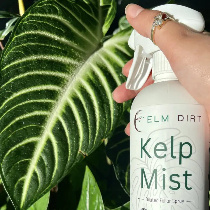 Kelp Mist