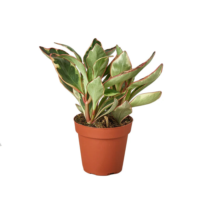 Peperomia 'Ginny