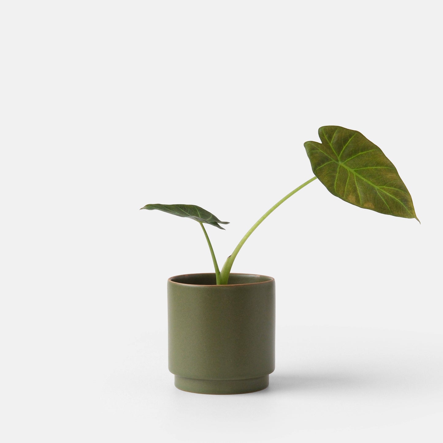 Kolo Planter