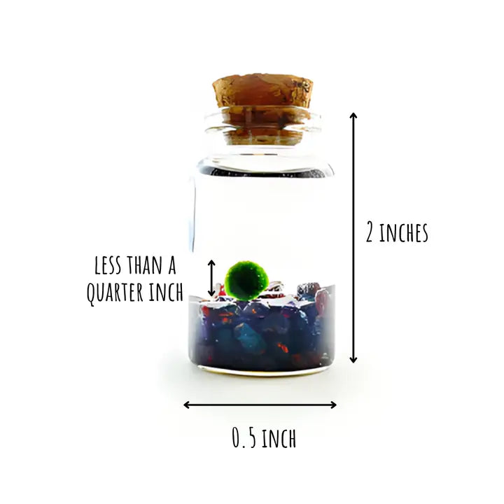 Tiny Garnet Gemstones Moss Ball Terrarium
