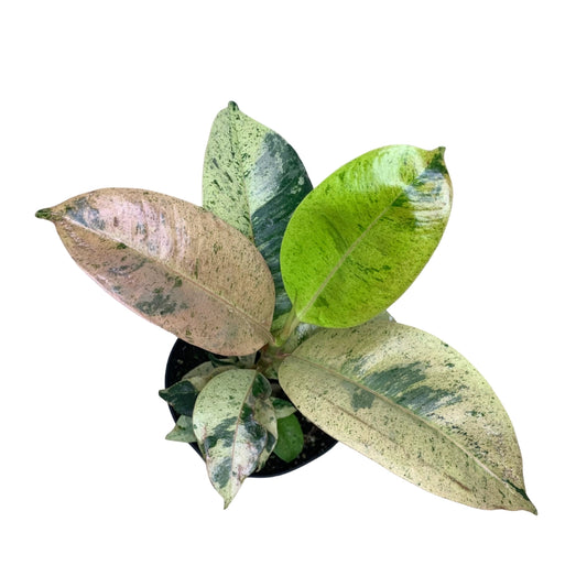 Ficus Shivereana  – Plant 4"