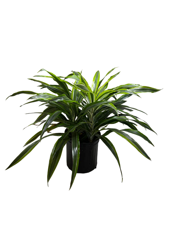 Dracaena Lemon Lime