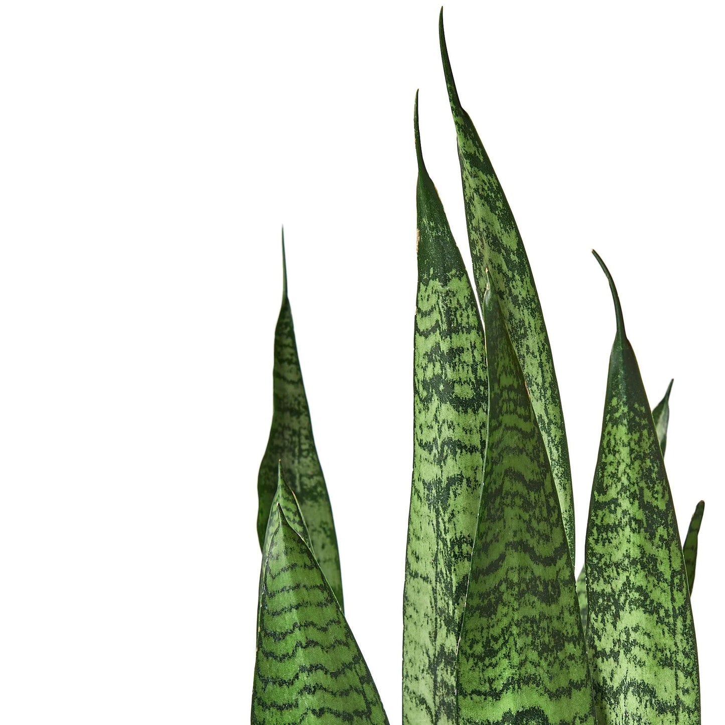 Snake Plant 'Zeylanica' 4"