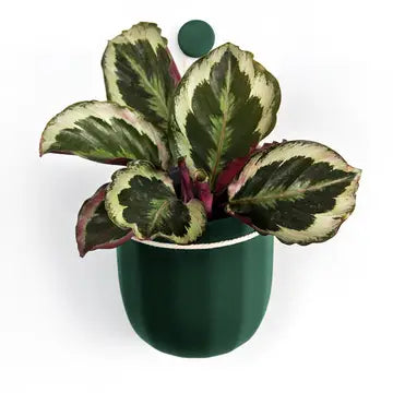 Eco Wall Planter