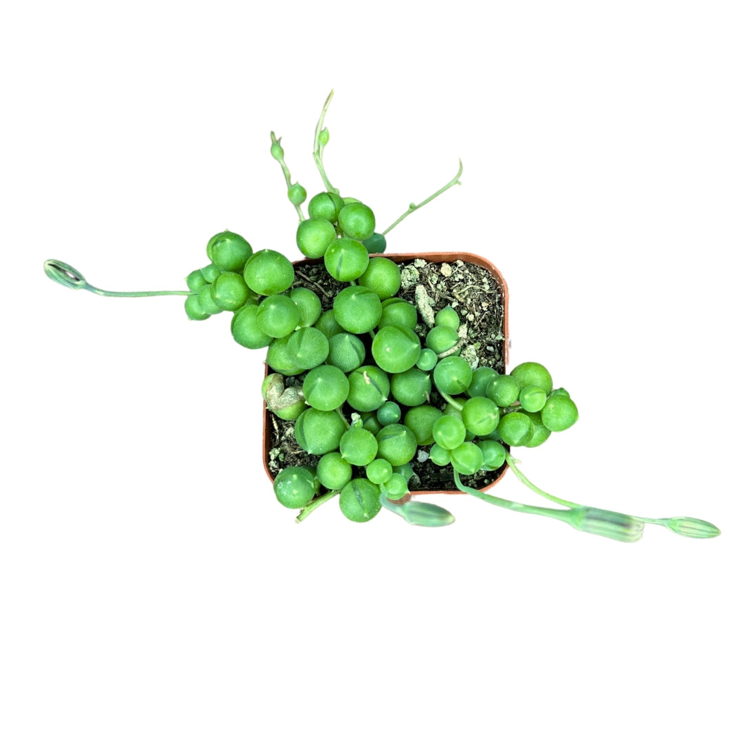 String of Pearls - Senecio Rowleyanus – 4”