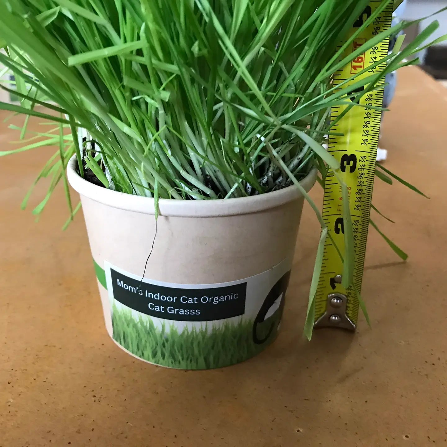 Compostable Cat Grass Cup