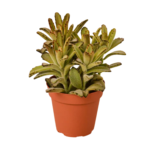 Kalanchoe Chocolate Soldier