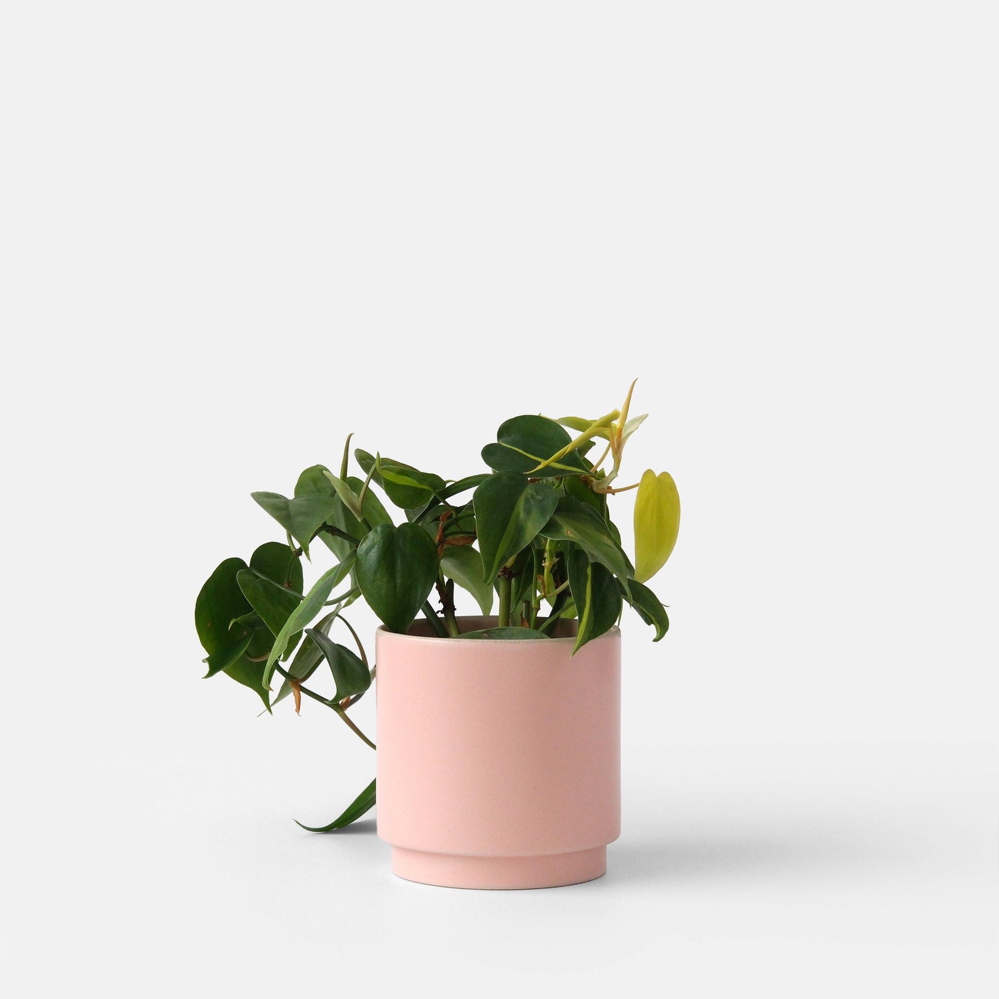 Kolo Planter