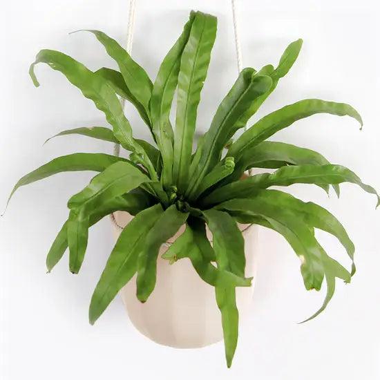 Eco Wall Planter
