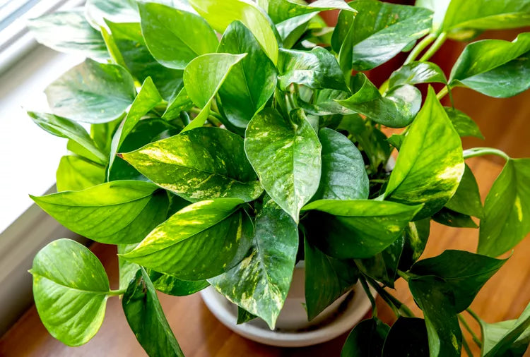 Pothos Hawaiian Golden