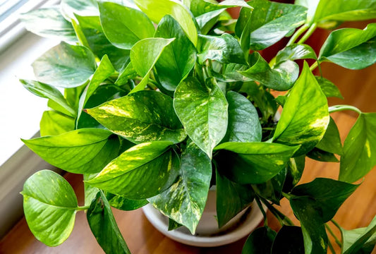 Pothos Hawaiian Golden