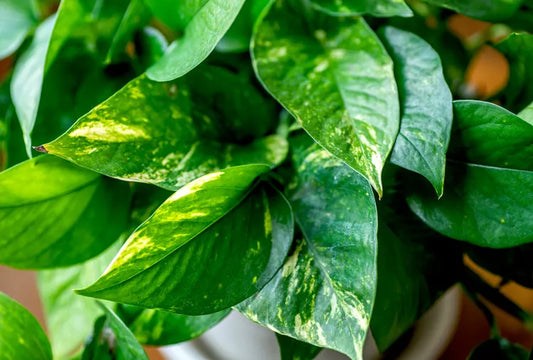 Pothos Hawaiian Golden